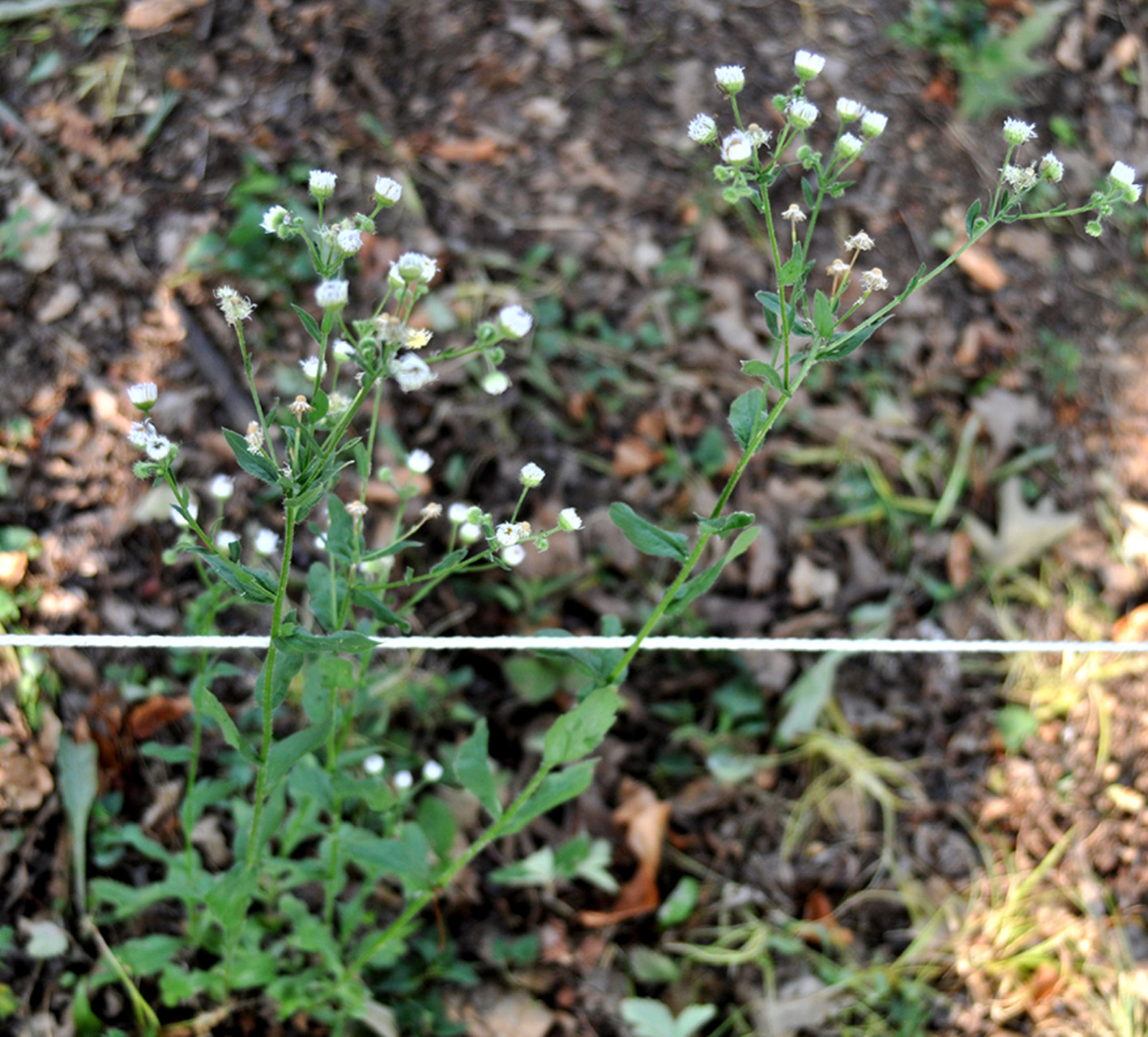 erigeron philadelphicus